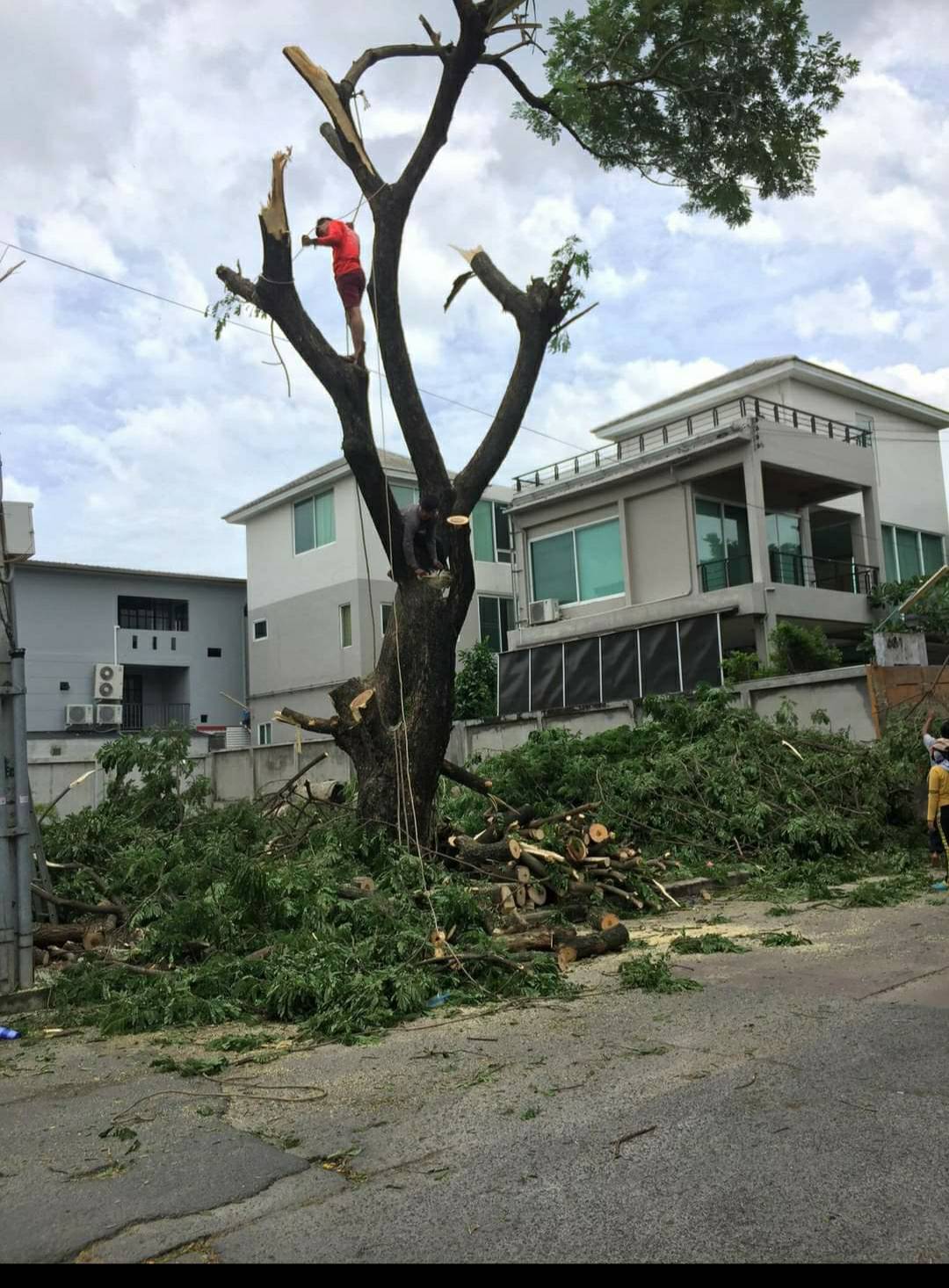 174 - https://บิ๊กรับตัดต้นไม้.com | บริการรับตัดต้นไม้ แต่งต้นไม้ ตัดหญ้าพร้อมขนทิ้ง ขนขยะ บริการรับตัดต้นไม้ แต่งต้นไม้ ขุดราก ถอนโคน จัดสวน งานเคลียริ่ง